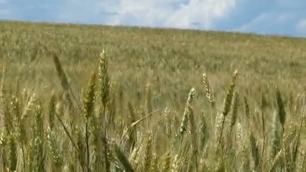 Field Planted Cereals Filmed Sunny Summer Day Blue Sky — Stockvideo