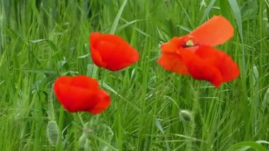 Yazın yabani gelincikler ve arı. Video orijinal ses..