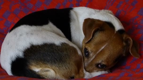 Jack Russell Terrier Sleeping Does Want Disturbed — Vídeo de stock