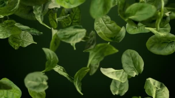 Fresh Healthy Green Spinach Leaves Tumbling Looping Background — Stockvideo