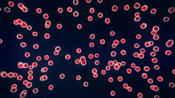 Red Cells Growing Multiplying Microscope — 비디오
