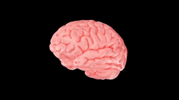 Human Brain Transparent Alpha Background — 비디오