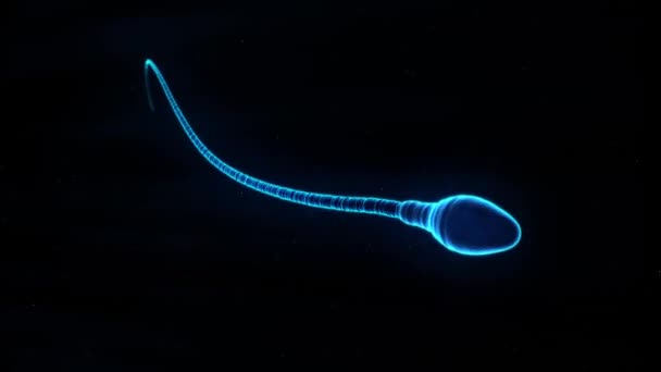 Sperm Cell Isolated Animation — Stock video