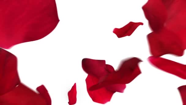 Many Red Rose Petals Fill Screen — Stok video