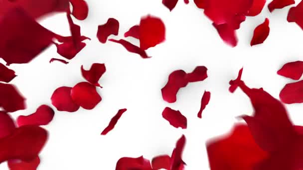 Red Rose Petals Fill Screen Overlay — Vídeos de Stock
