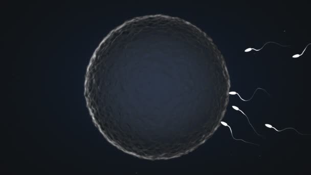 Sperm Races Human Egg Animation — ストック動画