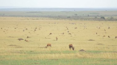 Topis and zebras grazing in Maasai Mara National Reserve, Africa.