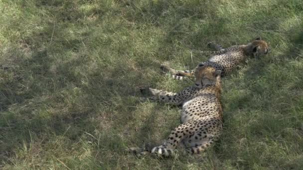 Two Cheetahs Lying Green Grass Maasai Mara National Reserve — Video Stock