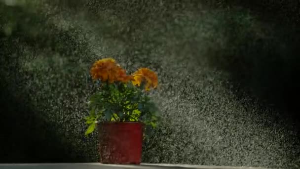 Water Drizzling Pot Orange Flowers Ultra Slow Motion ストック動画