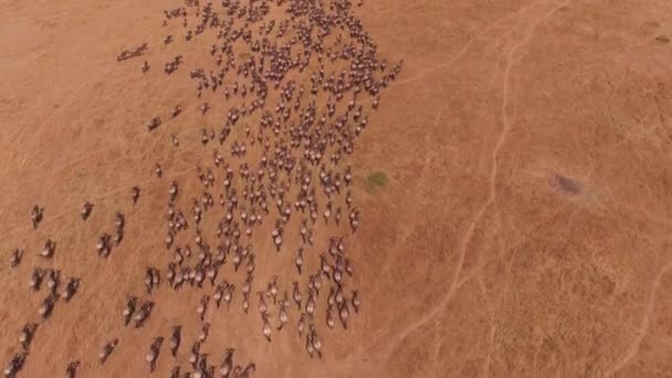 Aerial View Wildebeests Running Maasai Mara National Reserve Africa — Vídeo de stock