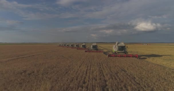 Aerial Shot Combines Harvesting — Stockvideo