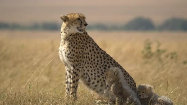 Cheetah Two Cubs Maasai Mara National Reserve Africa — Stock Video