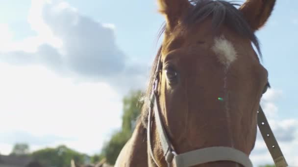 Primo Piano Una Testa Cavallo — Video Stock