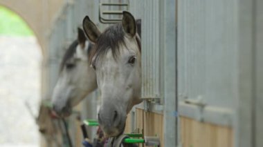 Close up of horses eating in stable boxes
