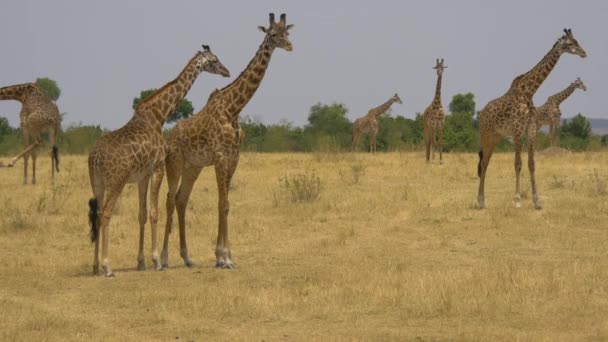 Masai Giraffes Standing Wild Africa — Vídeo de Stock