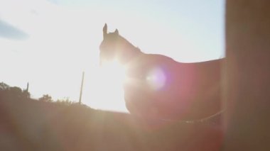 Horse in a horse corral on a sunny day
