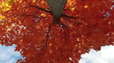 Low angle shot of a red maple tree.
