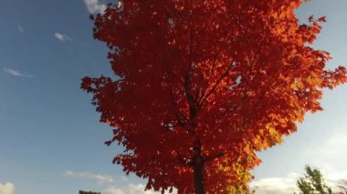 View of a red maple tree.