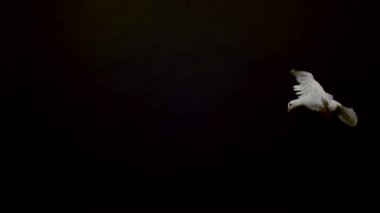 Side view of a white pigeon flying on black background, Ultra Slow Motion