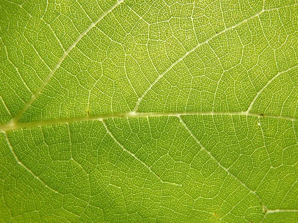 Green Tree Leaf Close Macro — 스톡 사진