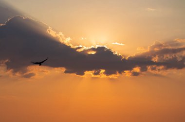 The Sun behind the cloud. Rays of light from the sun. Black bird. orange background