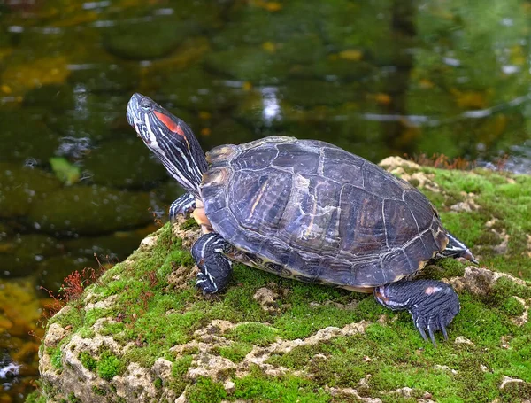 Pond slider. Red-eared slider freshwater. Turtle raises its head. Reptile in the wild
