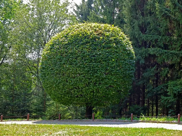Tree Park Geometrically Trimmed Plant Spherical Forms Beautiful Tree Garden — Stok Foto