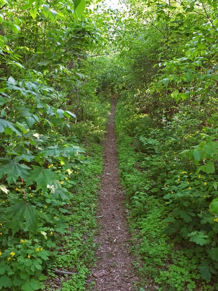 Path Dense Forest Summer Day Walks Tourism Hiking Trail — Photo