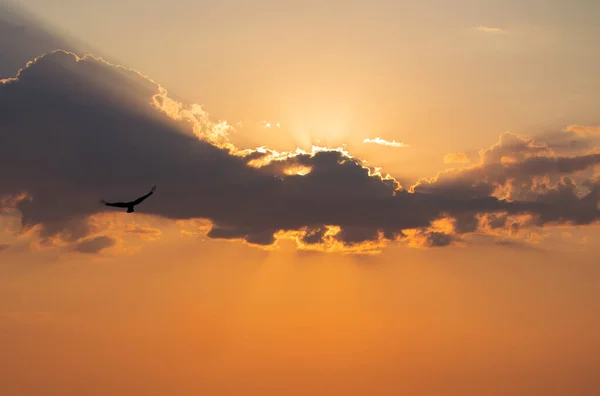 Sun Cloud Rays Light Sun Black Bird Orange Background — ストック写真