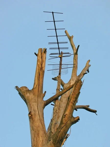 Antenna Attached Tree Countryside Hangs Background Clear Sky — Stockfoto