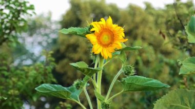 Sunflower on a summer sunny day. Big yellow flower. Countryside. Soft selective focus