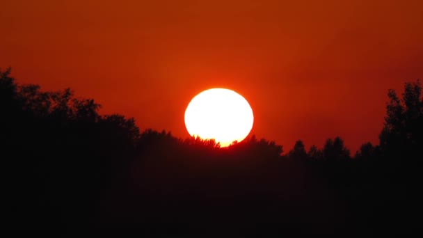 Sun Close Red Sunset Trees Horizon Forest Sky — Stok video