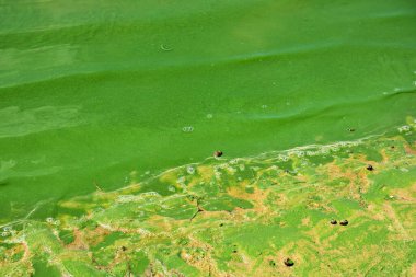 The water in the river bloomed (pond, lake, reservoir). Bank of the Dnieper River in Ukraine. Problems of ecology and ecosystems