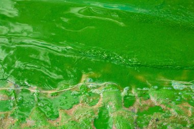 Algae bloom on the surface of the water. Summer pond with green algae. Problems of ecology and pollution of nature