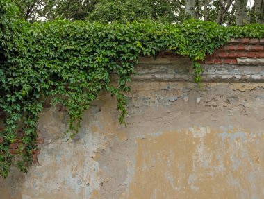 The wall of the old house is overgrown with wild grapes. Green leaves and branches hang on the wall of an abandoned house