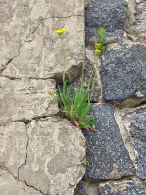 A flower grows from a stone. Life in difficult conditions. Plant on stone wall