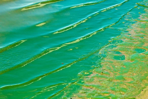 Вода Зелена Водорості Цвітуть Брудна Вода Зеленими Водоростями Пляжі — стокове фото