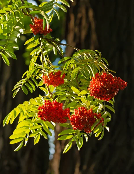 Кластери Ягід Червоної Суниці Гілці Дерева Зеленим Листям Природа Міському — стокове фото