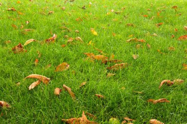 Falling yellow leaves on a green lawn. Autumn is coming