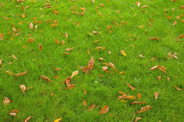 Желтые Опавшие Листья Зеленой Траве Ранней Осенью — стоковое фото