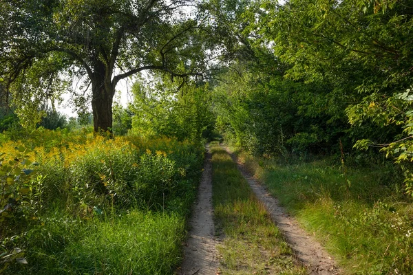 Route Rurale Dans Forêt Route Campagne Nature Ukraine — Photo