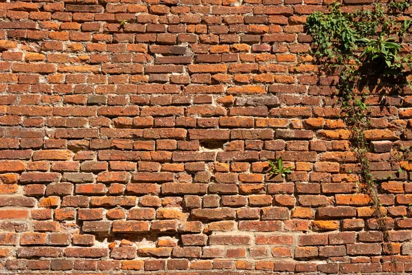 Old red brick wall, sunny day