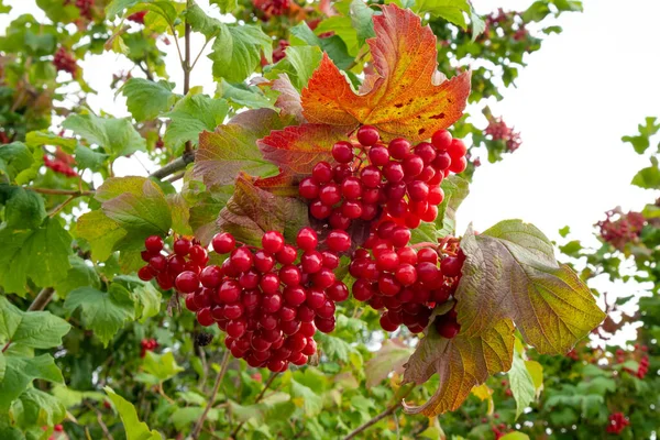 Bunch Red Ripe Viburnum Berries Close — Stock Photo, Image