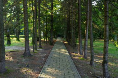 Alley in the park with a tile path among coniferous trees on a sunny day