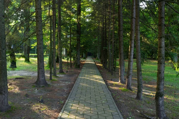 Alley Park Tile Path Coniferous Trees Sunny Day — Stok Foto