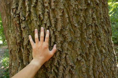 A man's hand touches a large tree. Human and nature