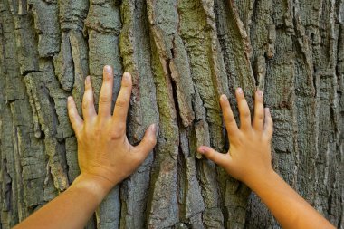 The hands of father and son touch the big tree. Human and nature