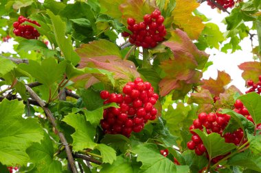 Clusters of red berries and green leaves on a viburnum bush close-up