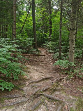 Hiking path in dense forest in summer. Nature of Ukraine