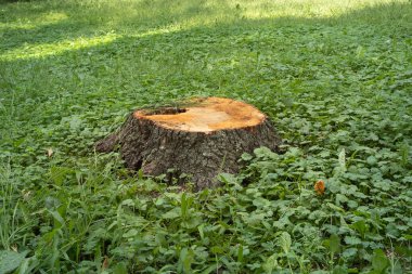 Sawn tree stump and green grass. Problems of ecology and environmental protection